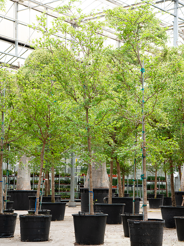 Tropical Black Olive Tree Bucida buceras 'Shady Lady' (800-900)