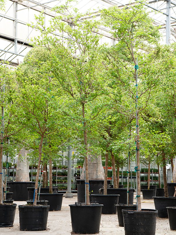 Tropical Black Olive Tree Bucida buceras 'Shady Lady' (800-900)