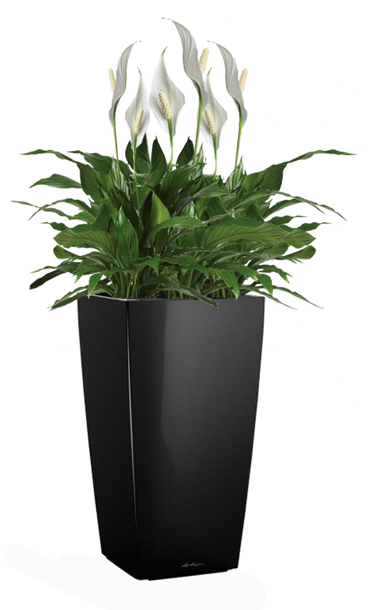 Blooming Spathiphyllum Sweet Chico in LECHUZA CUBICO Self-watering Planter, Total Height 80 cm