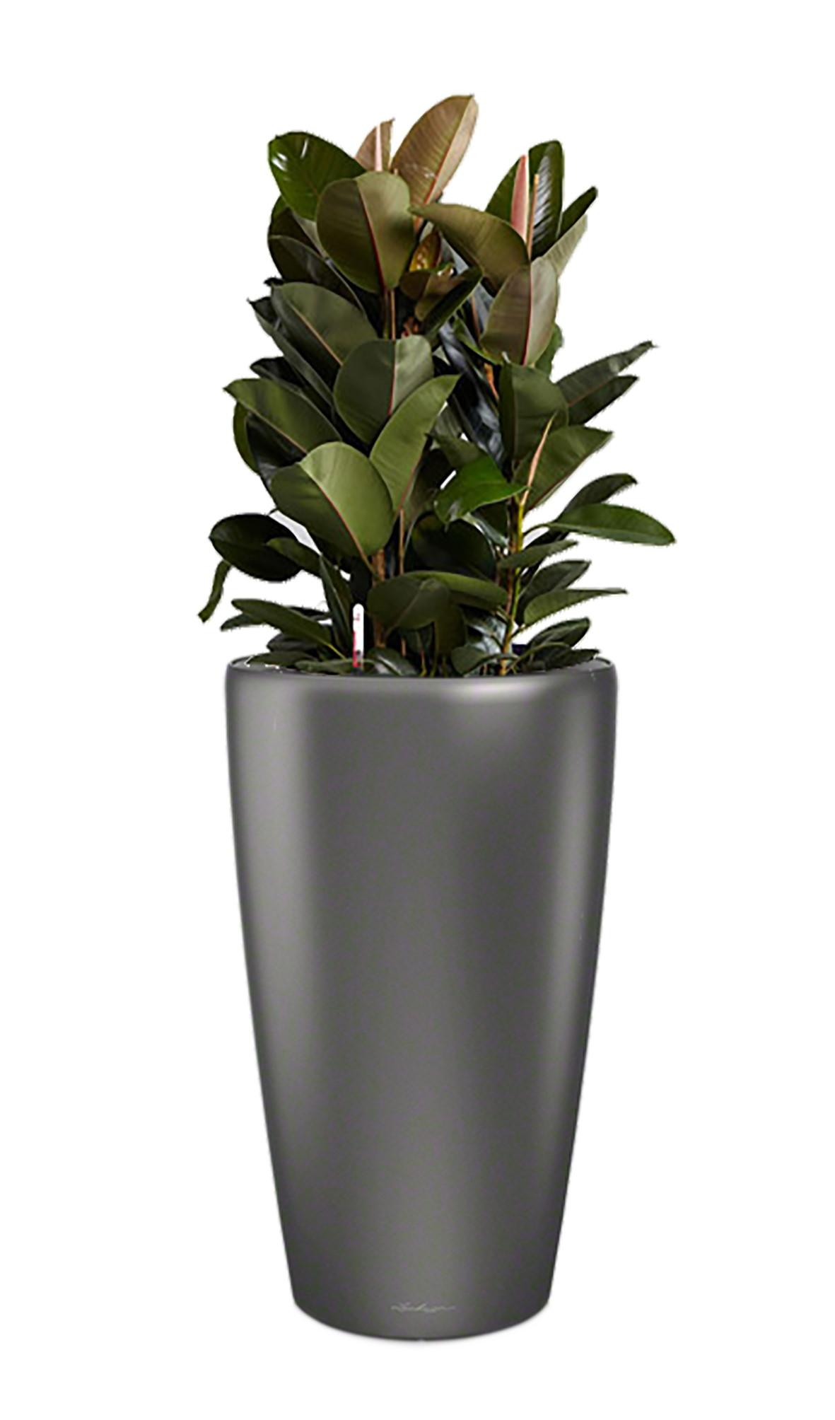 Ficus Elastica Robusta in LECHUZA RONDO Self-watering Planter, Total Height 160 cm