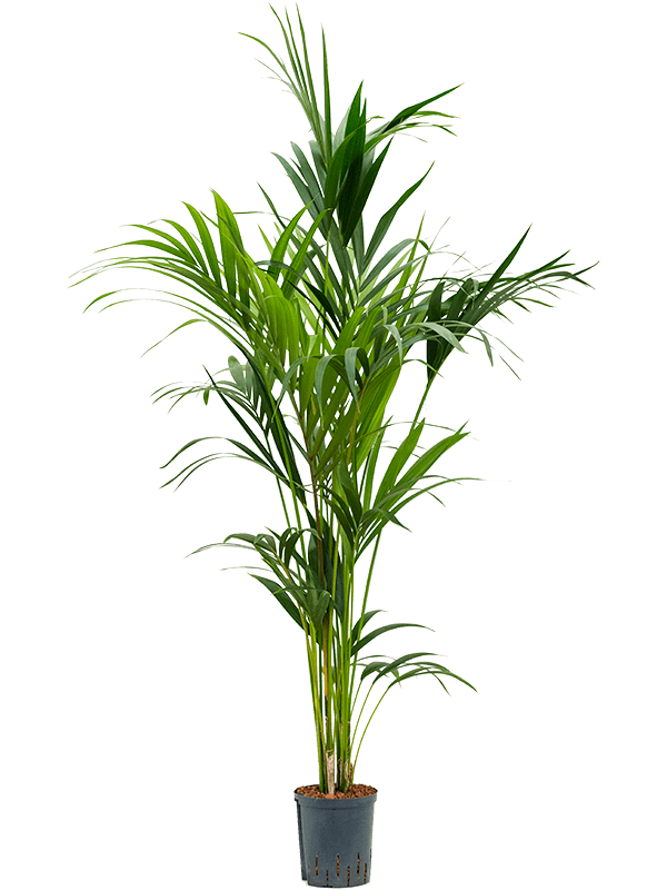 Lush Sentry Palm Kentia (Howea) forsteriana Indoor House Plants