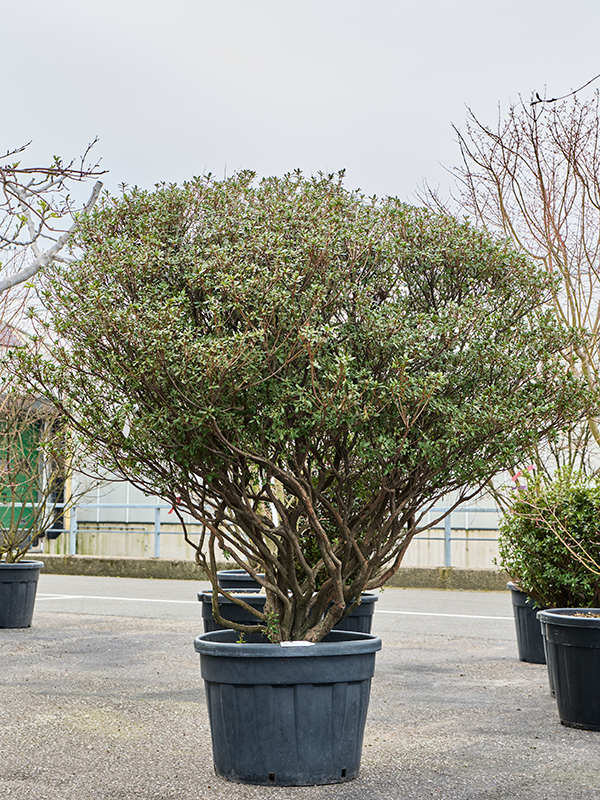 Azalea japonica 'Aladdin Scout'