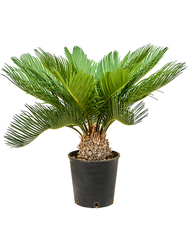 Sago Palm Cycas revoluta