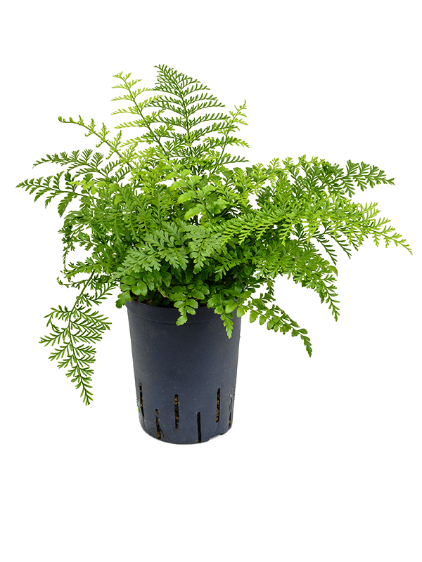 Delicate Birds Nest Fern Asplenium dimorphum 'Parvati' Indoor House Plants