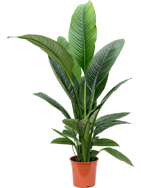 Lush Peace Lily Spathiphyllum 'Sensation' Indoor House Plants