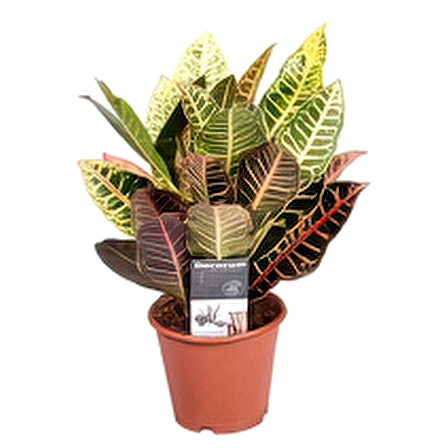Colorful Croton (Codiaeum) variegatum 'Petra' Indoor House Plants