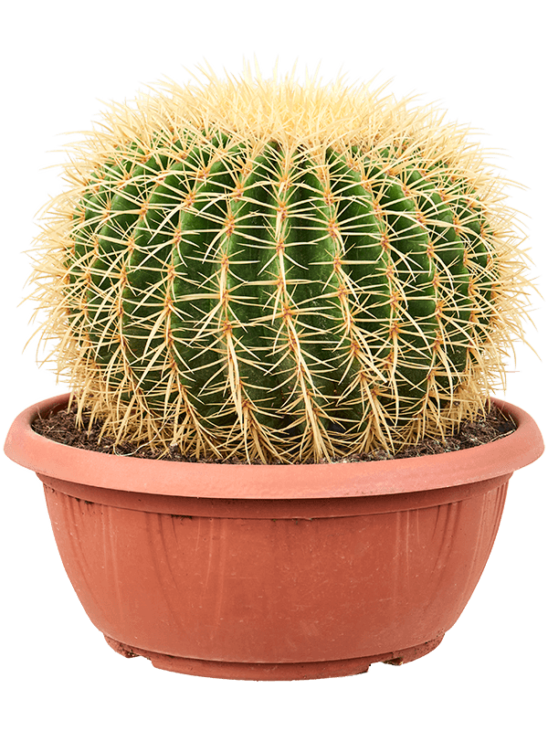 Photogenic Barrel Cactus Echinocactus grusonii Indoor House Plants