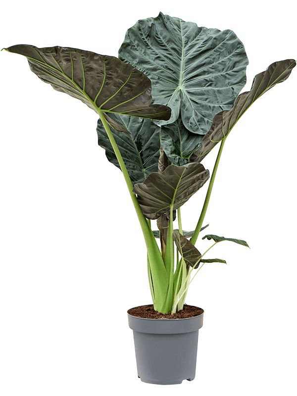 Lush Elephant Ear Alocasia 'Regal Shields' Indoor House Plants