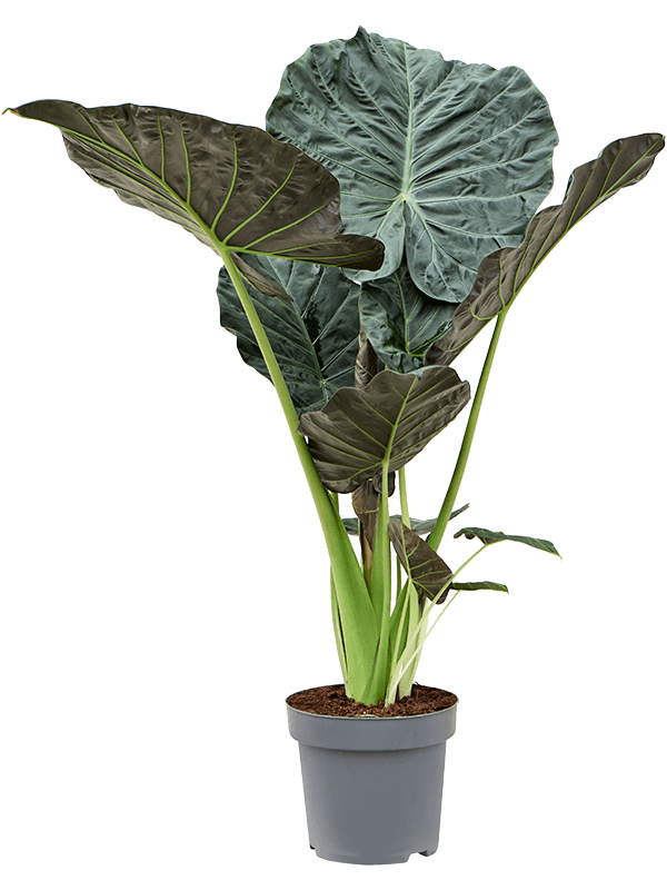 Lush Elephant Ear Alocasia 'Regal Shields' Indoor House Plants