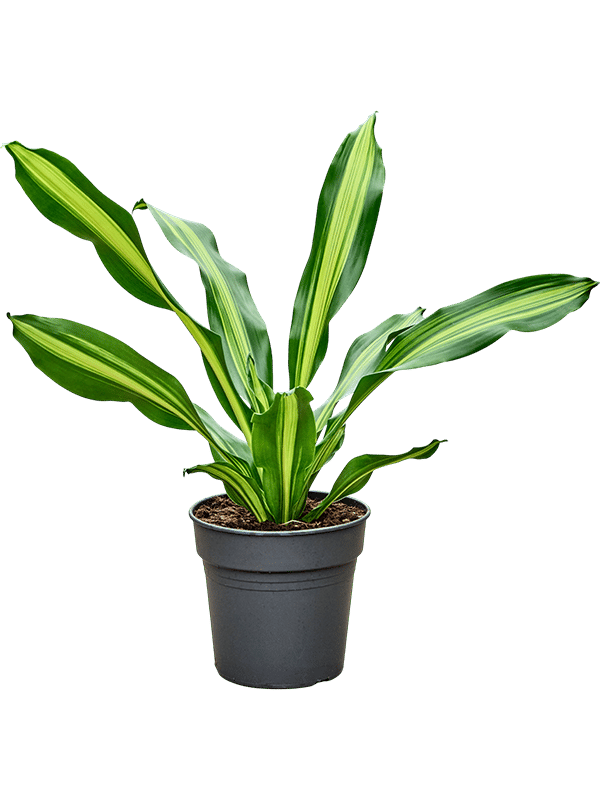 Trendy Corn Plant Dracaena fragrans 'Burley' Tall Indoor House Plants Trees