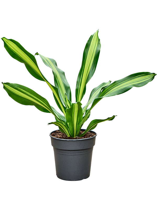 Trendy Corn Plant Dracaena fragrans 'Burley' Tall Indoor House Plants Trees