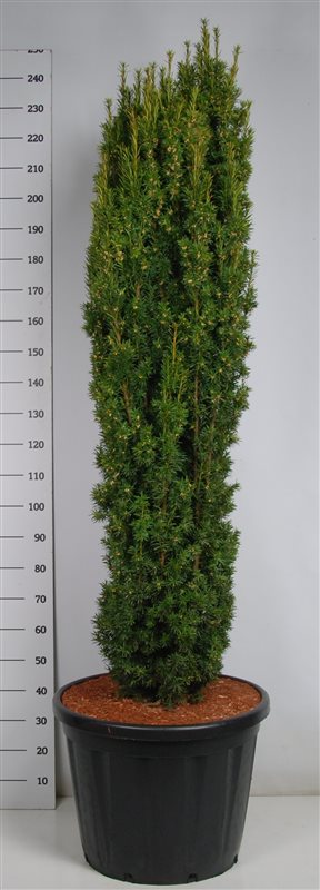 Photogenic English Yew Taxus baccata 'Fastigiata Aurea' (170-190) Outdoor Plants