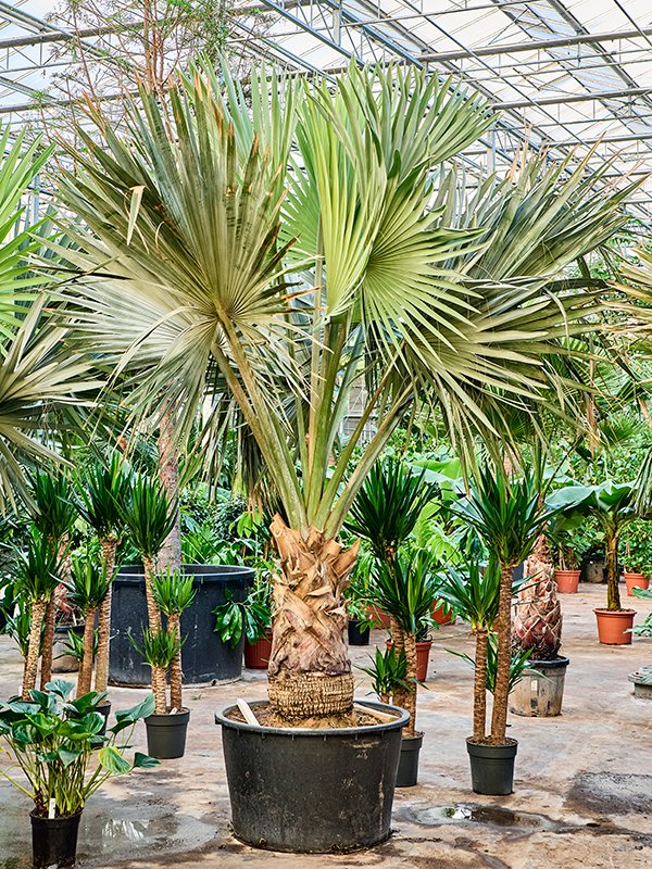 Lush Bismark Palm Bismarckia nobilis (300-400) Tall Indoor House Plants Trees