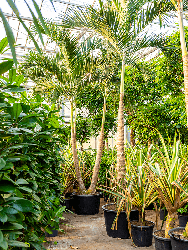 Lush Manila Palm Veitchia (Adonidia) merrillii (575-650) Indoor House Plants