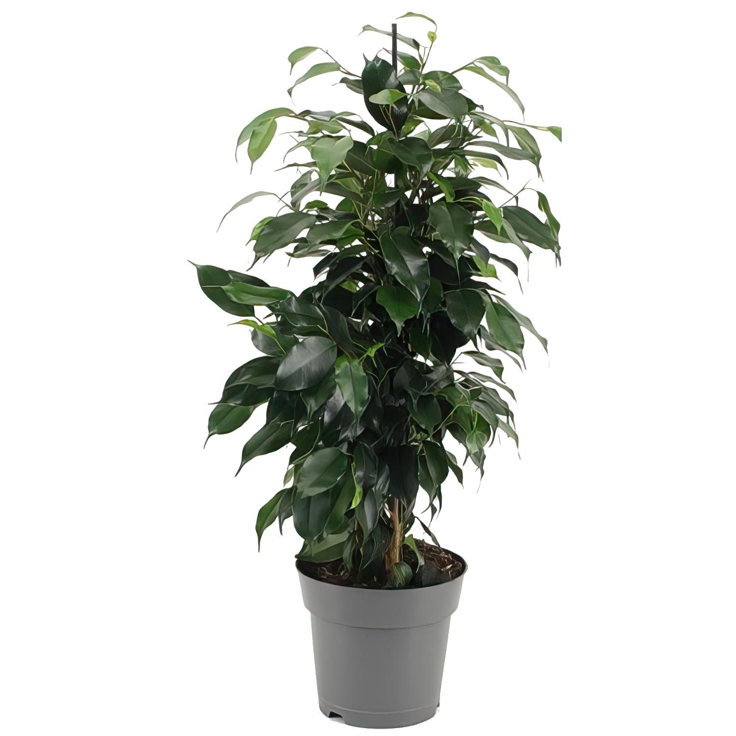 Lush Weeping Fig Weeping Fig Indoor House Plants