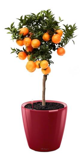 Tangerine Tree in LECHUZA CLASSICO LS Self-watering Planter, Total Height 85 cm