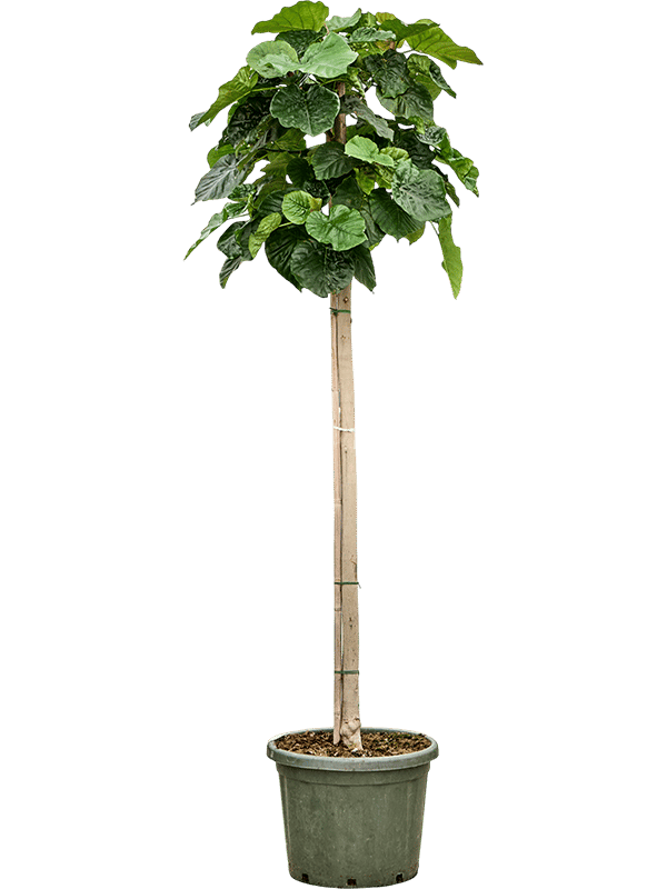 Lush Umbrella Fig Ficus umbellata Tall Indoor House Plants Trees