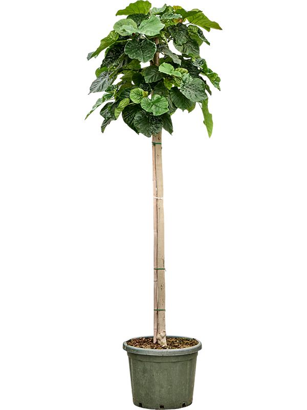 Lush Umbrella Fig Ficus umbellata Tall Indoor House Plants Trees