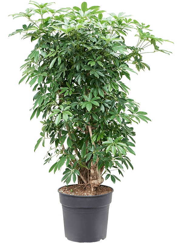 Easy-Care Umbrella Tree Schefflera arboricola 'Compacta' Tall Indoor House Plants Trees