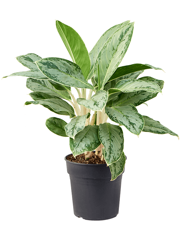 Lush Chinese Evergreen Aglaonema Cintho Queen Indoor House Plants