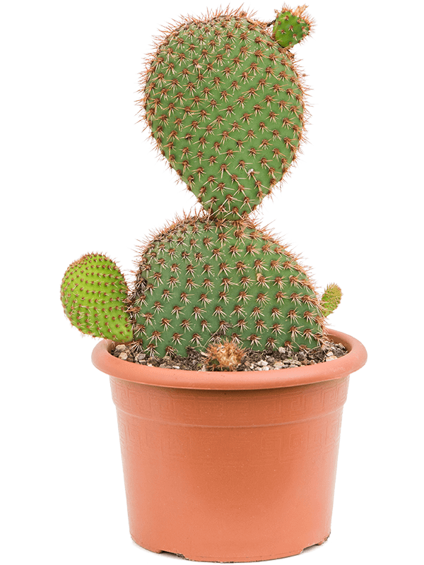 Colorful Prickly Pear Cactus Opuntia pycnacantha Indoor House Plants