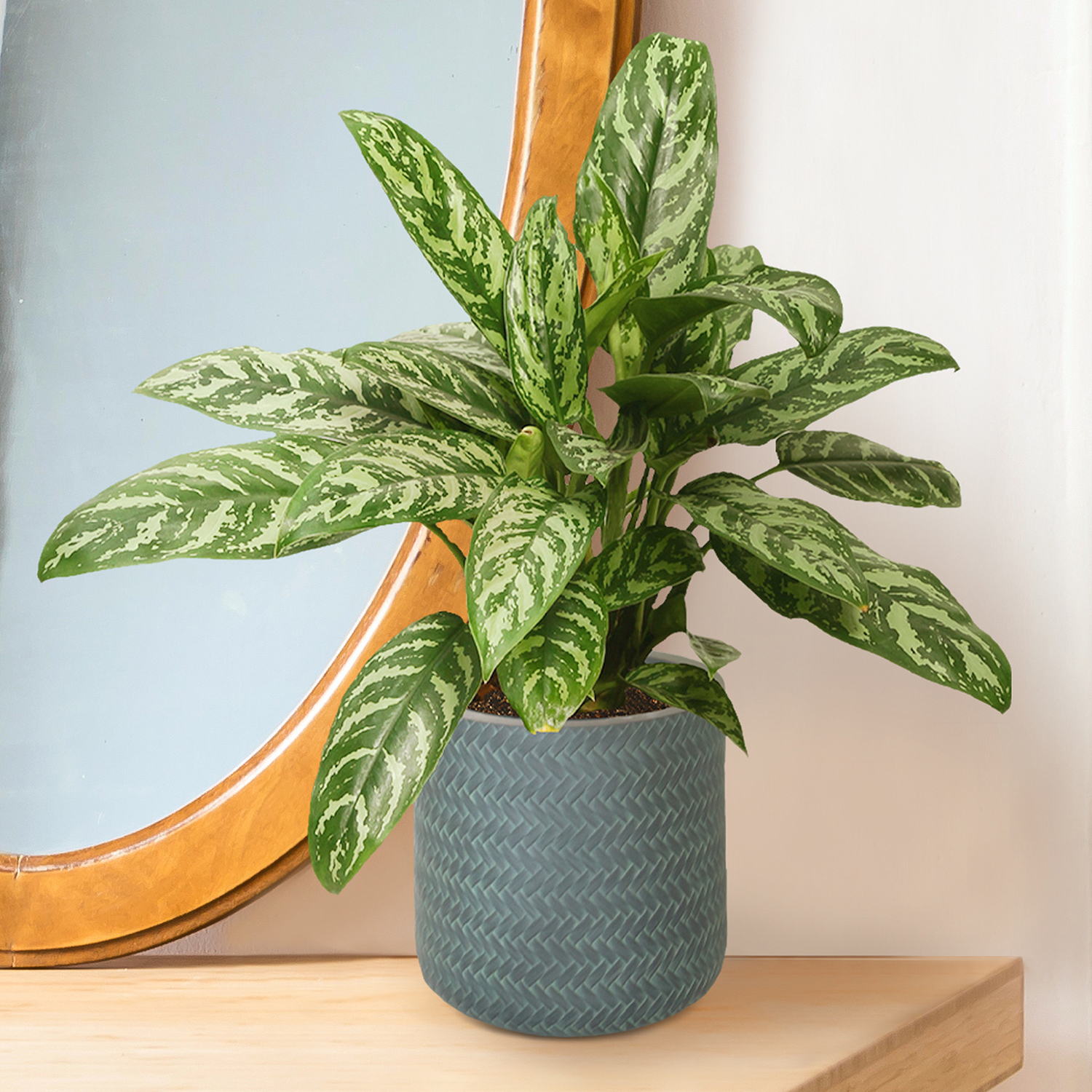 IDEALIST Lite Plaited Style Table and Hanging Cylinder Round Plant Pot Dual Use Indoor Planter