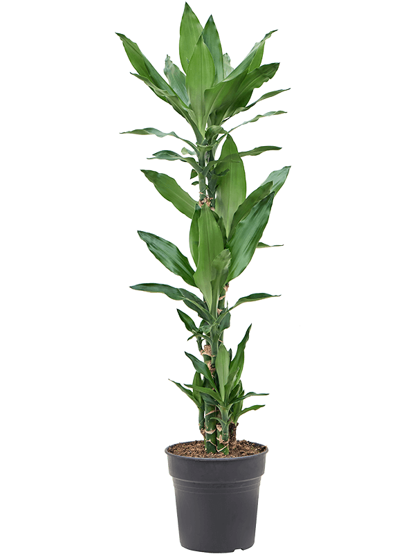 Vibrant Corn Plant Dracaena fragrans 'Burundii' Tall Indoor House Plants Trees