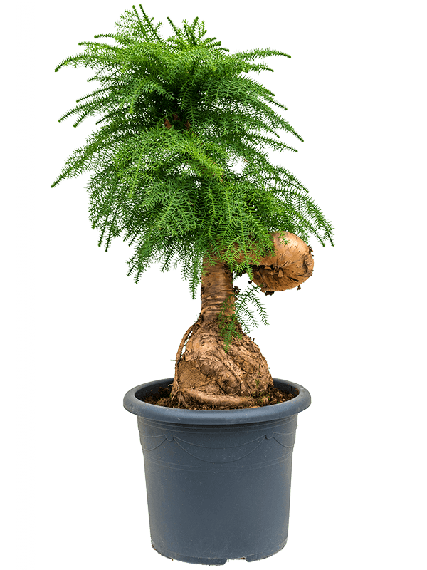 Graceful Norfolk Island Pine Graceful Norfolk Island Pine Araucaria cunninghamii Tall Indoor House Plants Trees