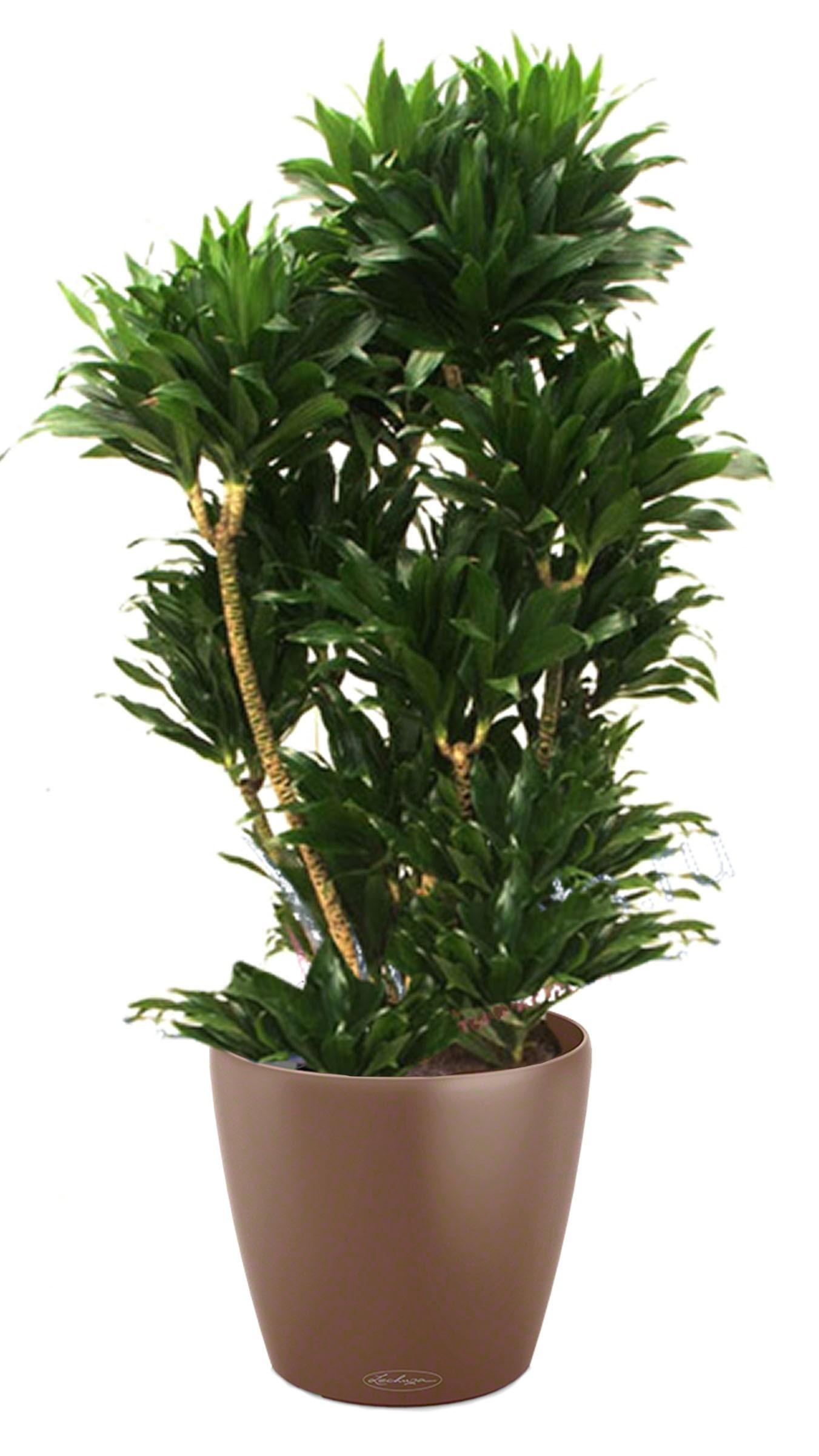 Dracaena Fragrans Compacta in LECHUZA CLASSICO Color Self-watering Planter, Total Height 110 cm