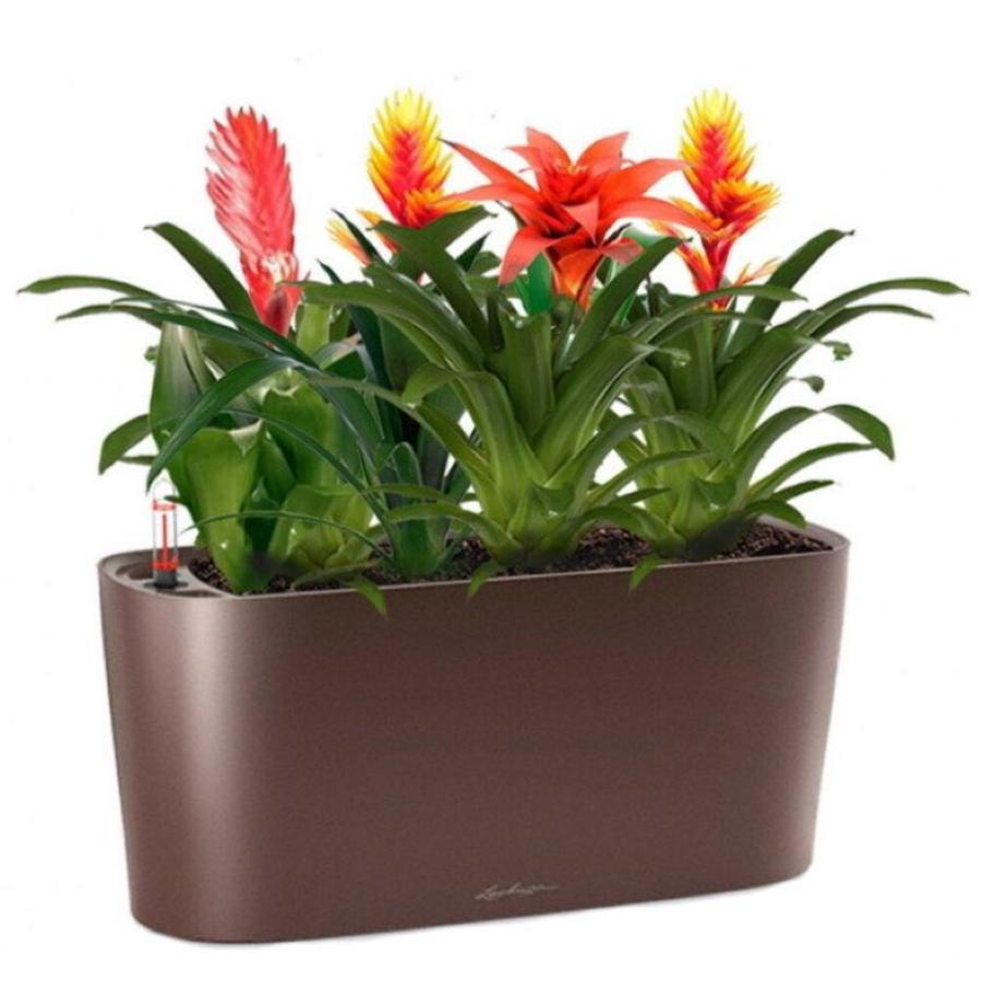 Blooming Bromeliads in LECHUZA DELTA Self-watering Planter, Total Height 50 cm