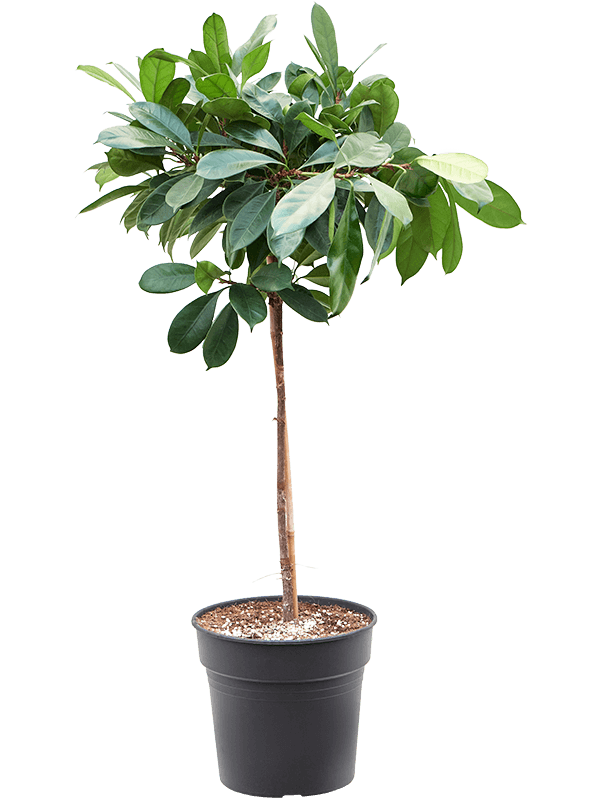 Lush African Fig Ficus cyathistipula Indoor House Plants
