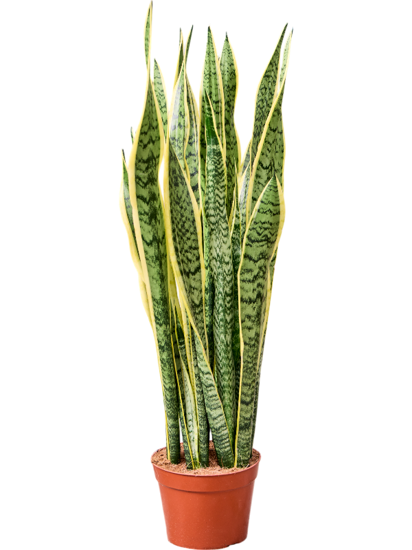 Elegant Snake Plant Sansevieria trifasciata 'Laurentii' Indoor House Plants