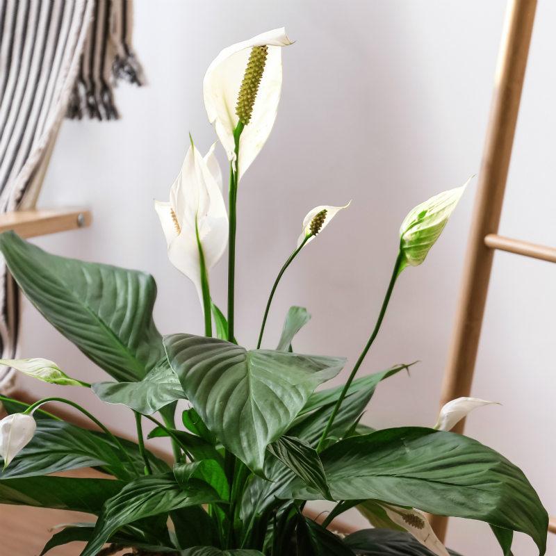 Blooming Spathiphyllum in LECHUZA CLASSICO Color Self-watering Planter, Total Height 45 cm