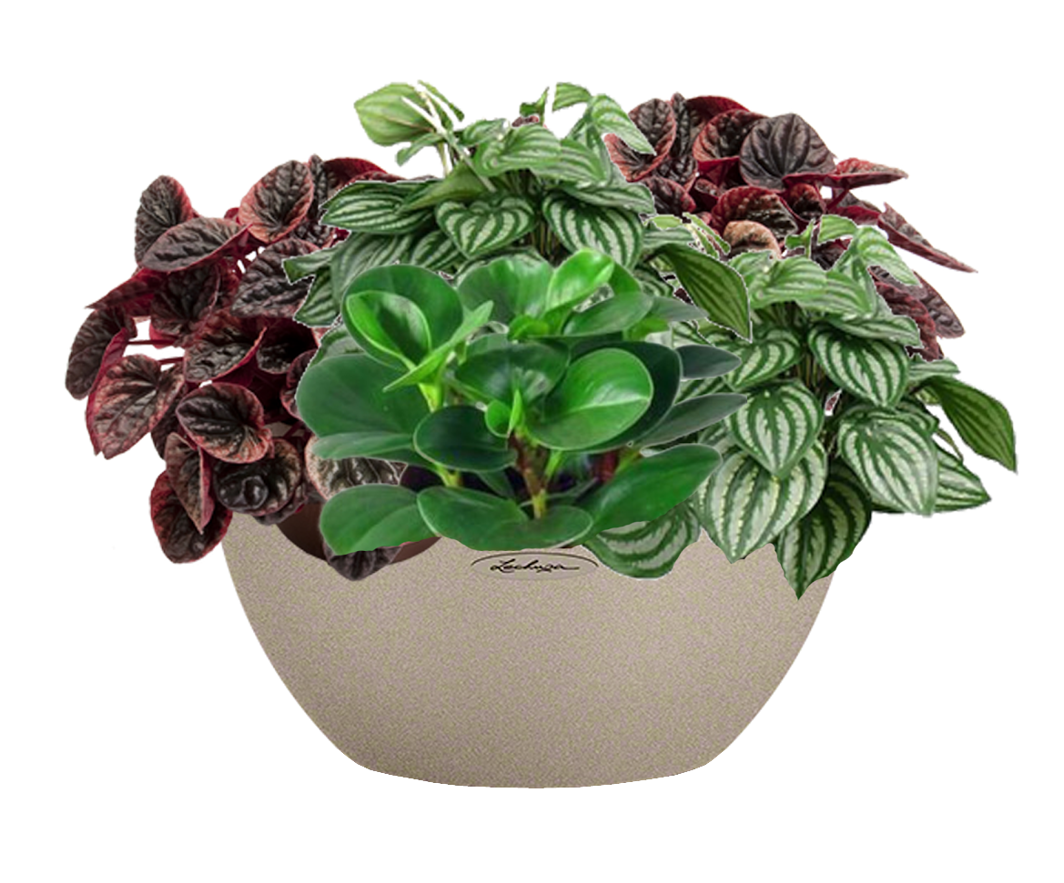 Peperomia in LECHUZA CUBETO Stone Self-watering Planter, Total Height 25 cm