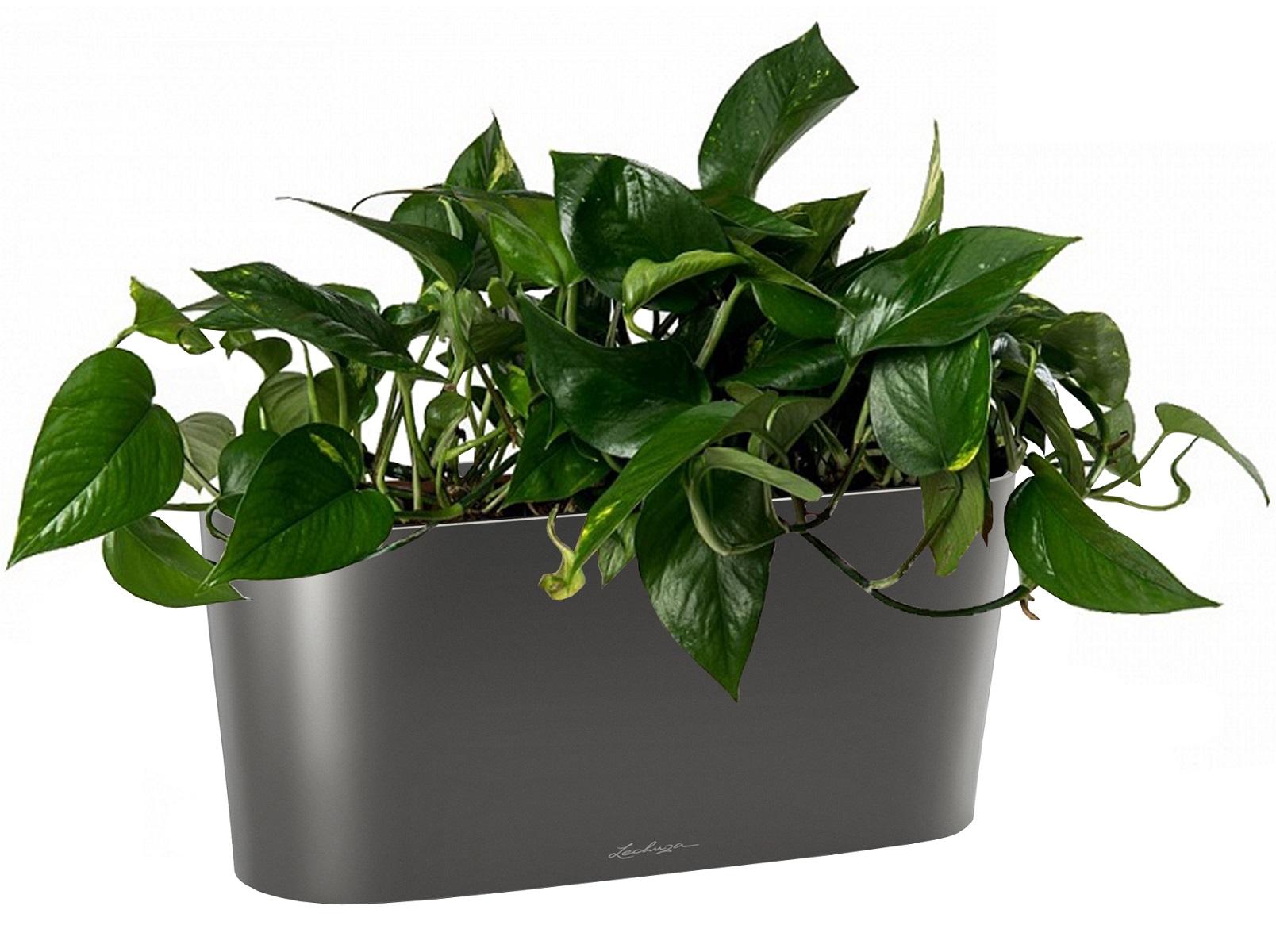 Golden Philodendron in LECHUZA DELTA Self-watering Planter, Total Height 40 cm