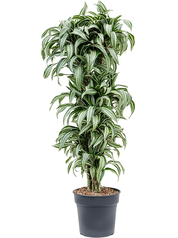 Colorful Corn Plant Dracaena fragrans 'Jade Jewel' Tall Indoor House Plants Trees