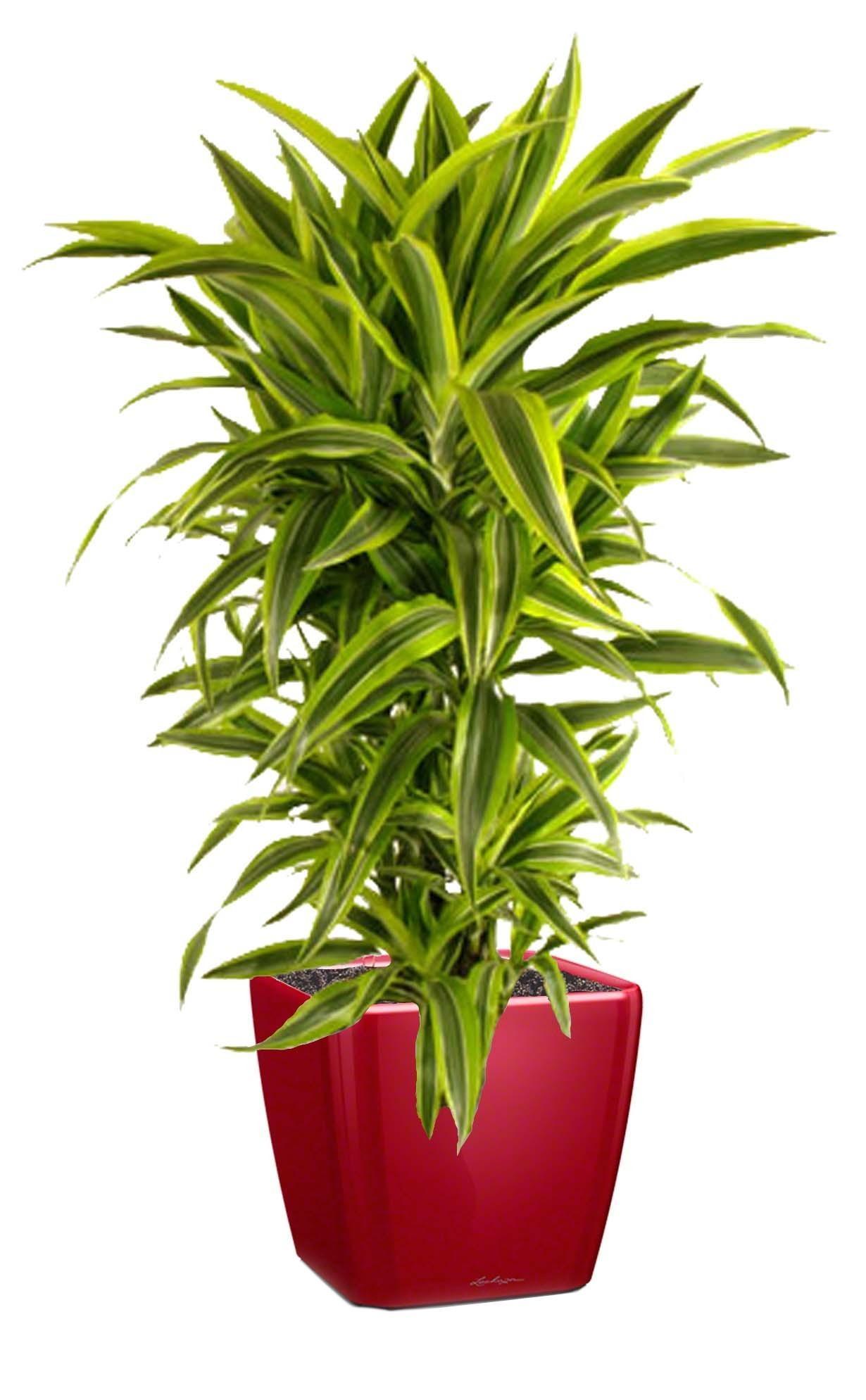 Dracaena Fragrans Lemon Lime in LECHUZA QUADRO LS Self-watering Planter, Total Height 150 cm