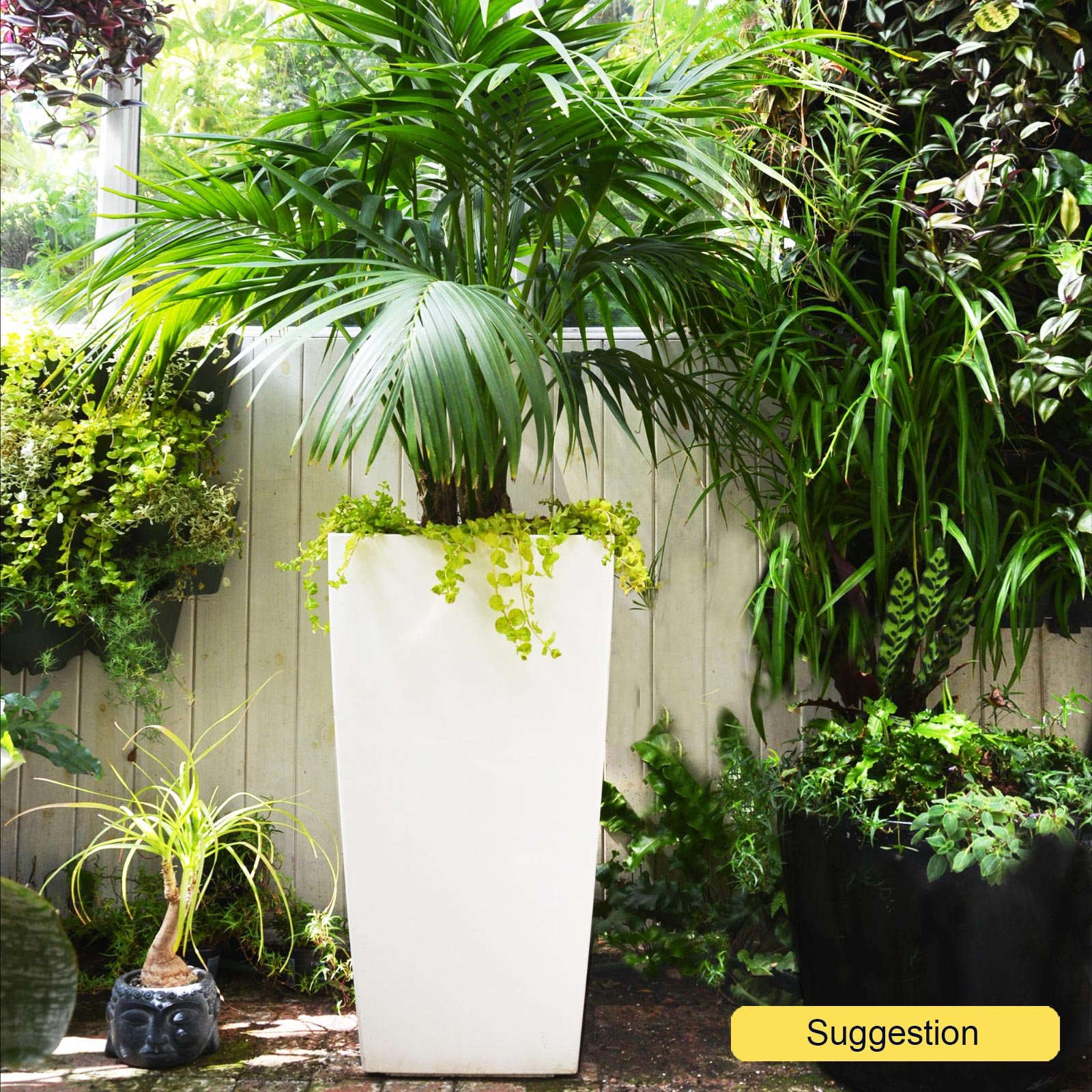 Lush Sentry Palm Kentia (Howea) forsteriana Indoor House Plants