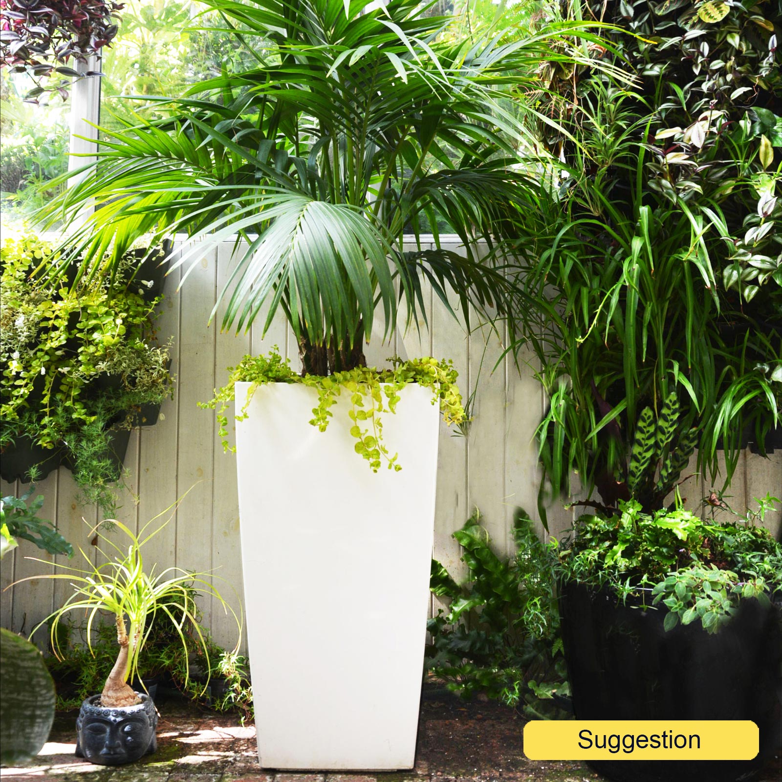 Lush Sentry Palm Kentia (Howea) forsteriana Indoor House Plants