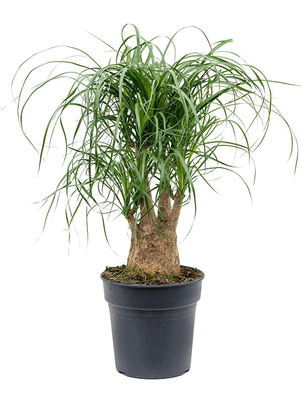 Tropical Ponytail Palm Beaucarnea recurvata Tall Indoor House Plants Trees