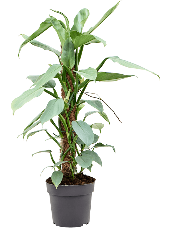 Lush Heart-Leaf Philodendron ‘Silver Queen’ Indoor House Plants