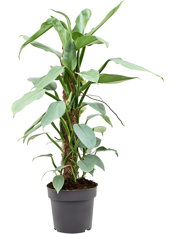 Lush Heart-Leaf Philodendron ‘Silver Queen’ Indoor House Plants