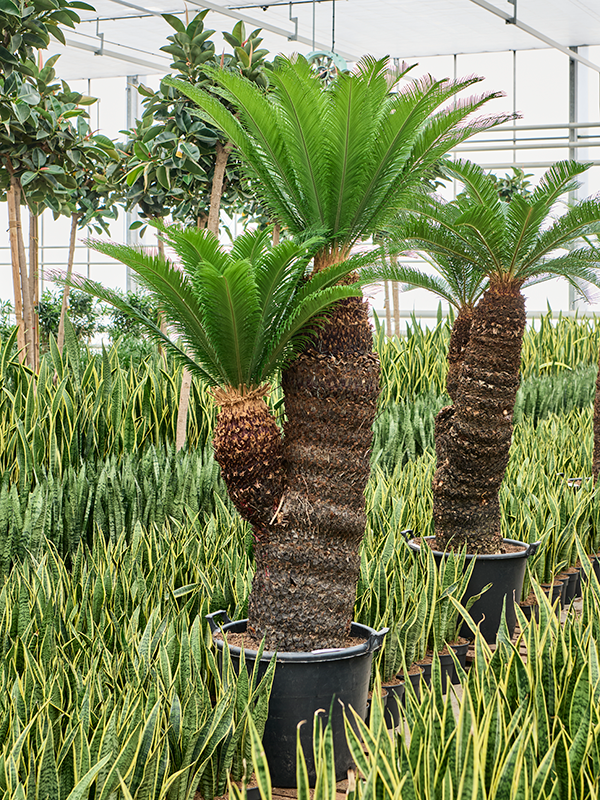 Sago Palm Cycas revoluta