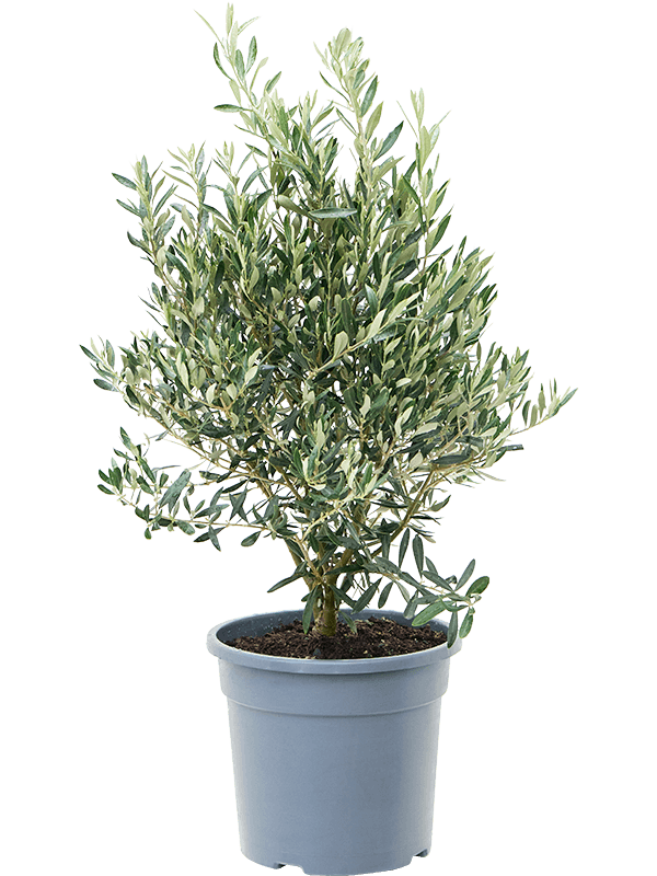 Showy Olive Olea europaea