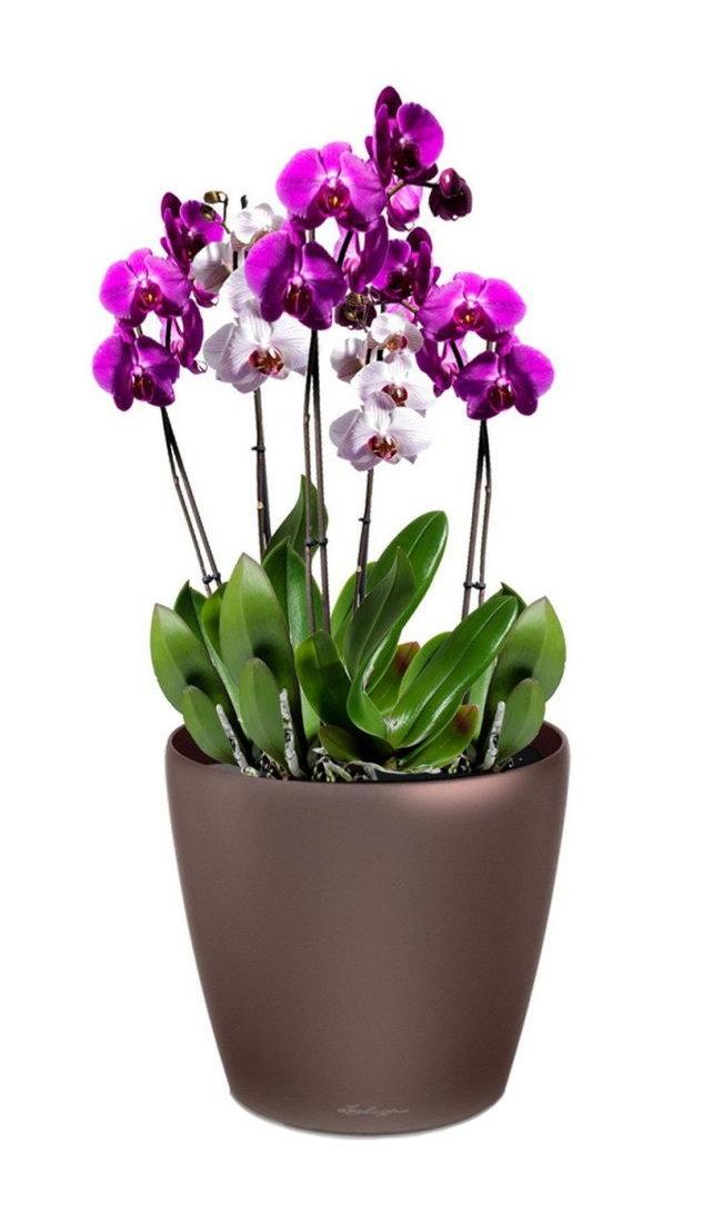 Blooming Orchids in LECHUZA CLASSICO LS Self-watering Planter, Total Height 60 cm