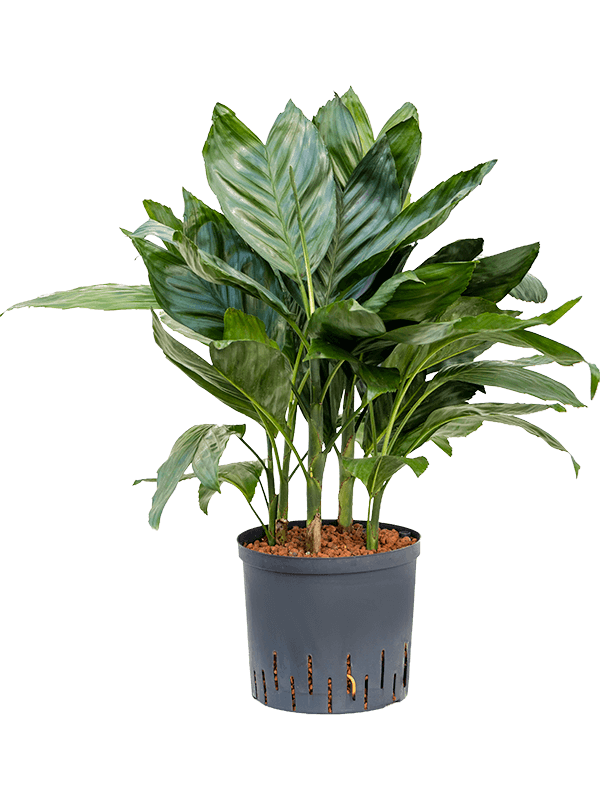 Lush Parlour Palm Chamaedorea metallica Indoor House Plants