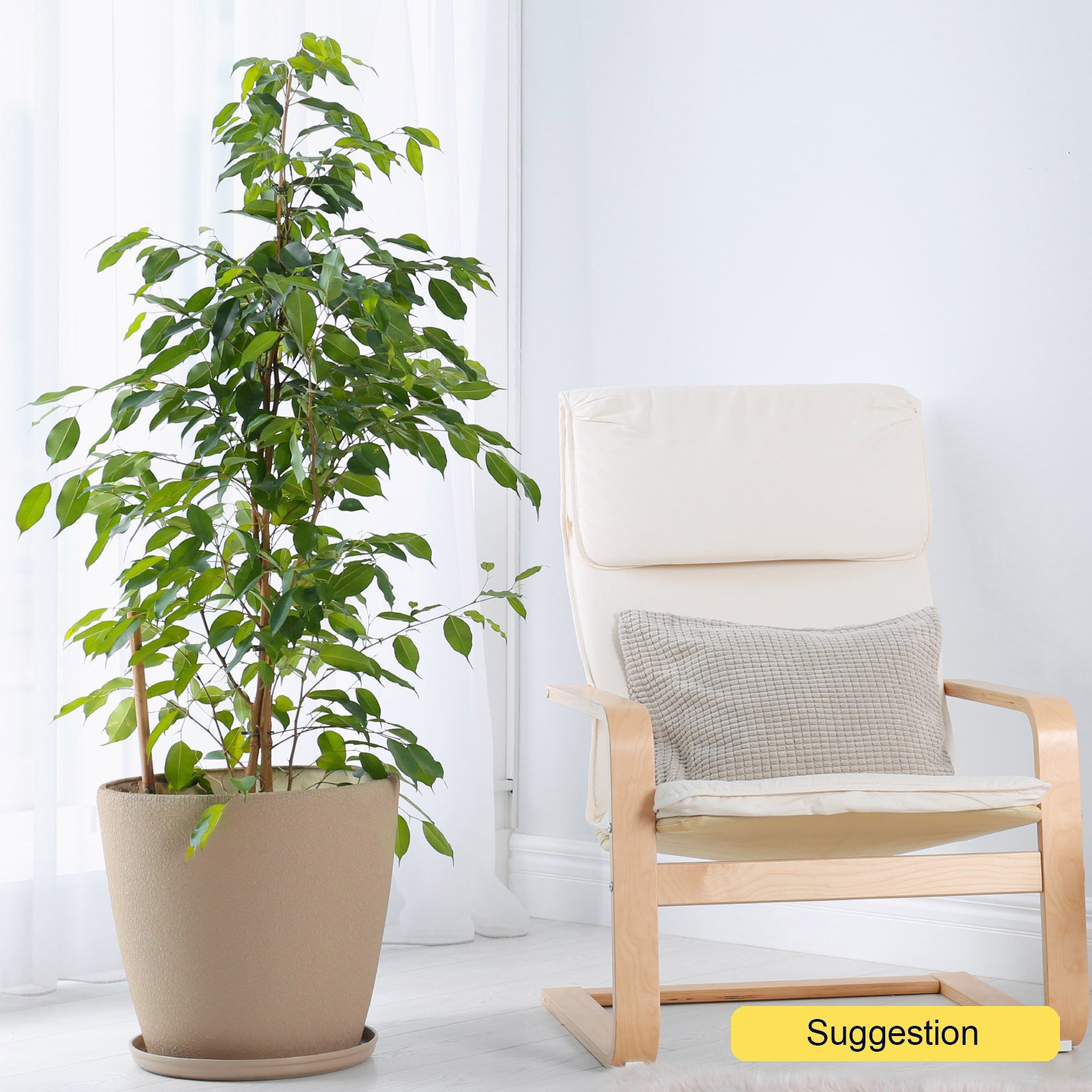 Lush Weeping Fig Ficus benjamina 'Danita' W35 H100 cm Indoor House Plants