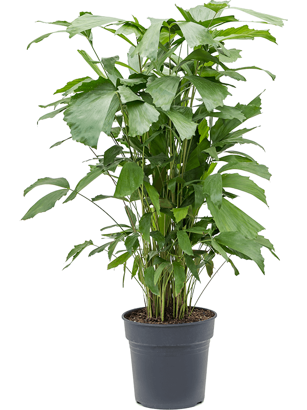 Lush Fishtail Palm Caryota mitis Indoor House Plants