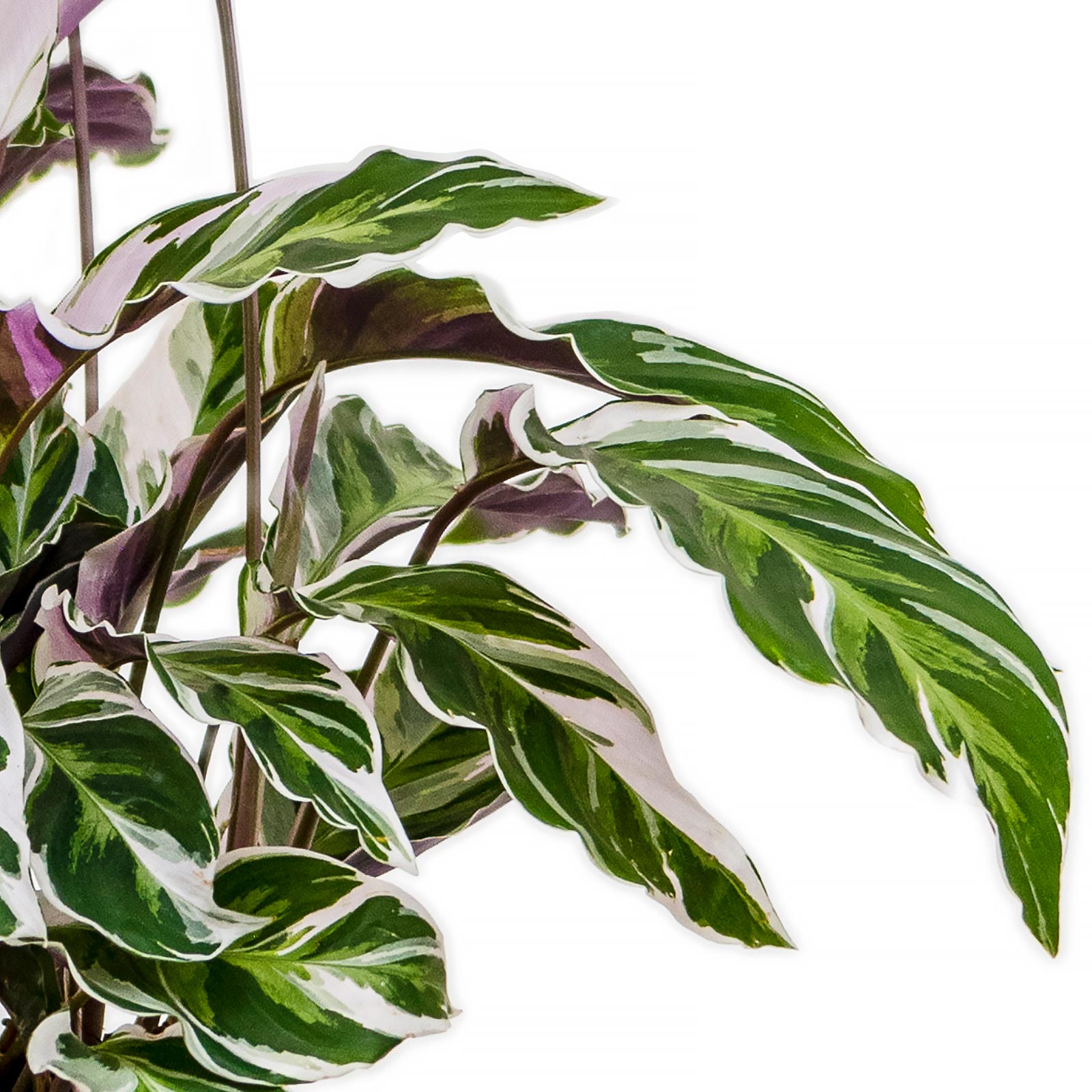 Fabulous Peacock Plant Calathea 'Fusion White' Indoor House Plants
