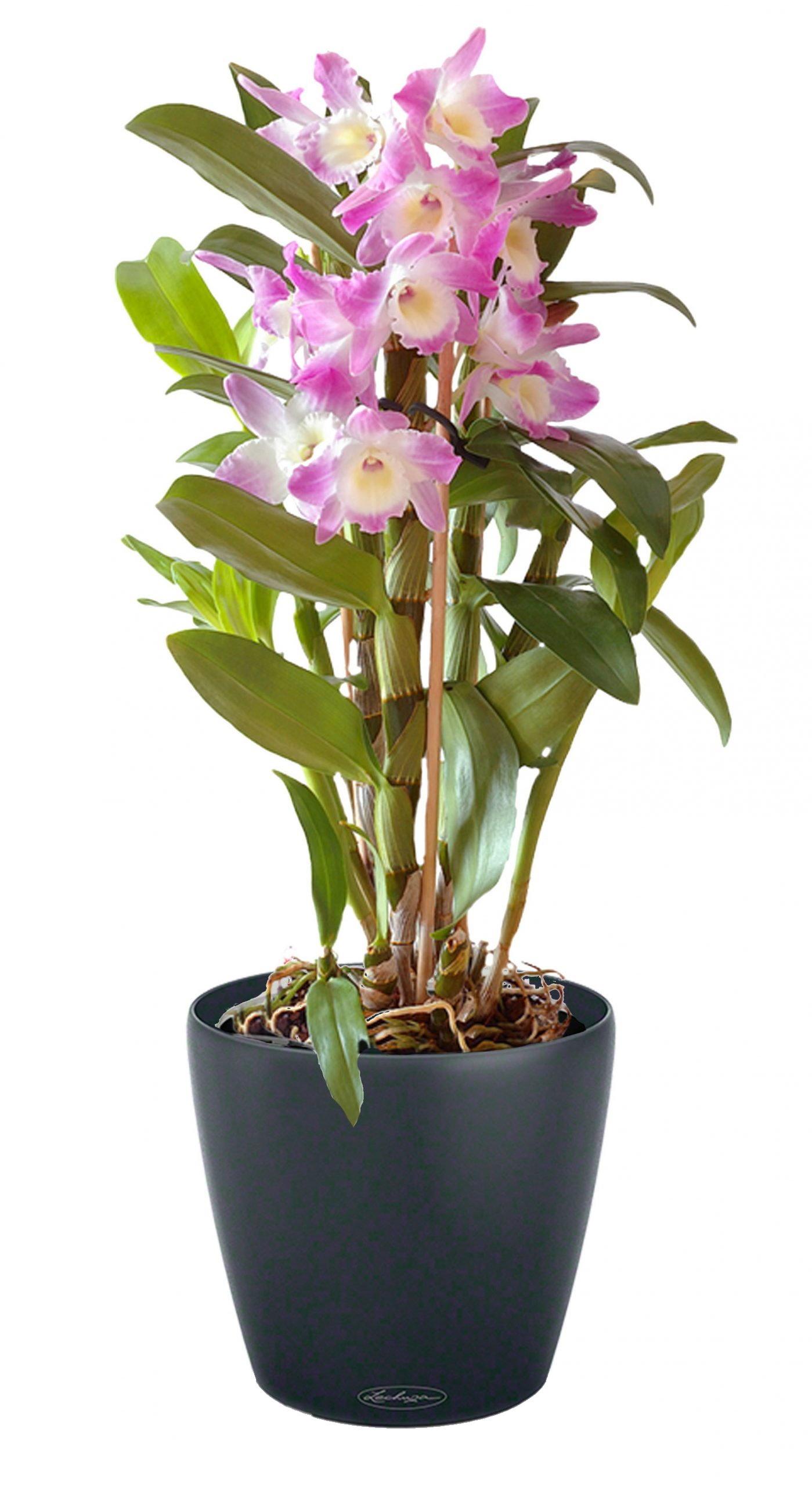 Blooming Dendrobium Orchid in LECHUZA CLASSICO Color Self-watering Planter, Total Height 60 cm